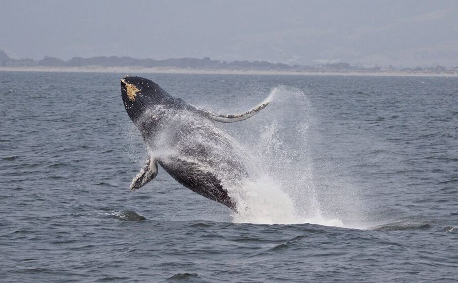Monterey: Whale Watching Cruise - How much value do you get for $71?