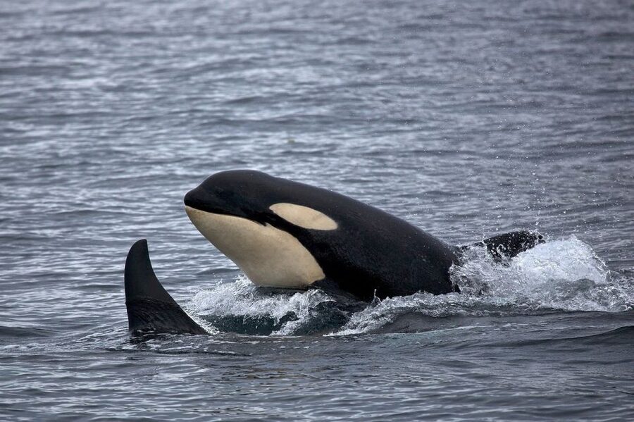 Monterey: Whale Watching Cruise - Who will enjoy this cruise most