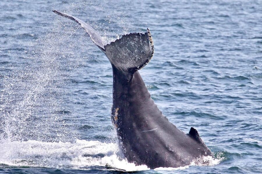 Monterey: Whale Watching Cruise - Starting at Moss Landing Harbor