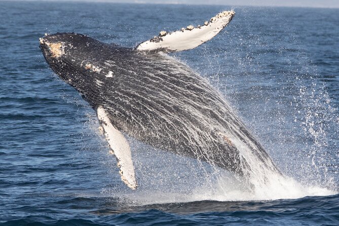 Monterey Whale Watching Tour - Why Monterey Bay is such a strong whale-watching spot