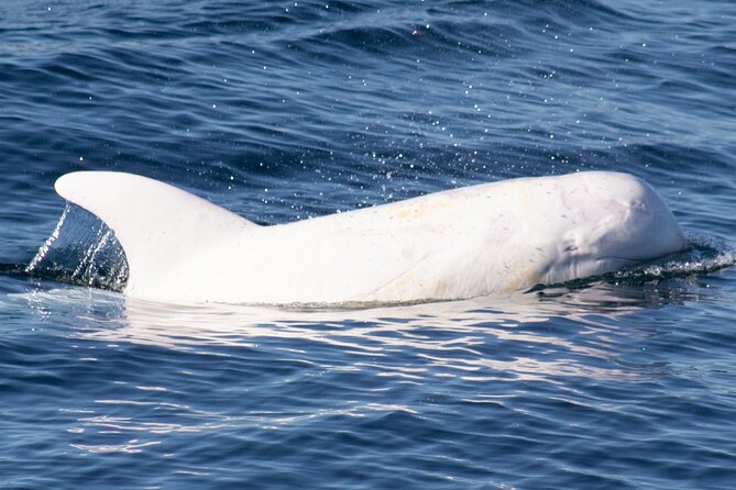 Monterey Whale Watching Tour - Naturalists who add meaning to the sightings