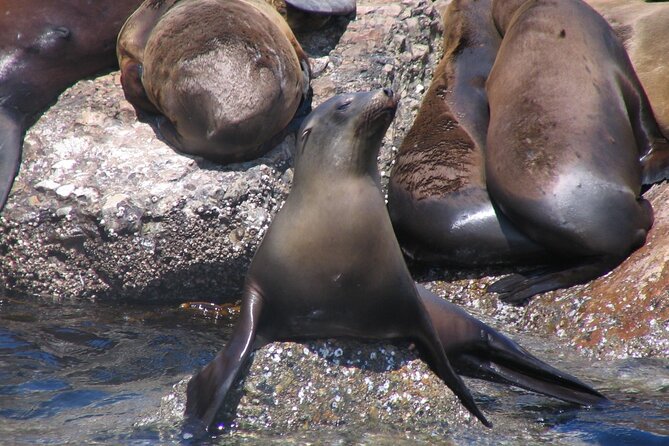 Monterey Whale Watching Tour - Choosing the upper deck for $20 more