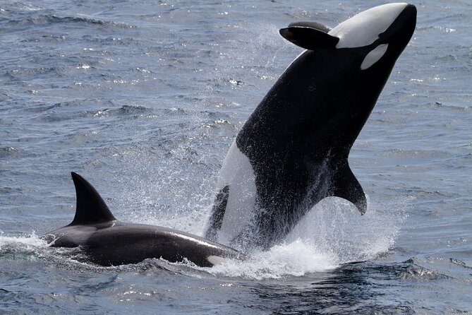 Monterey Whale Watching Tour - Staying comfortable when the ocean turns rough