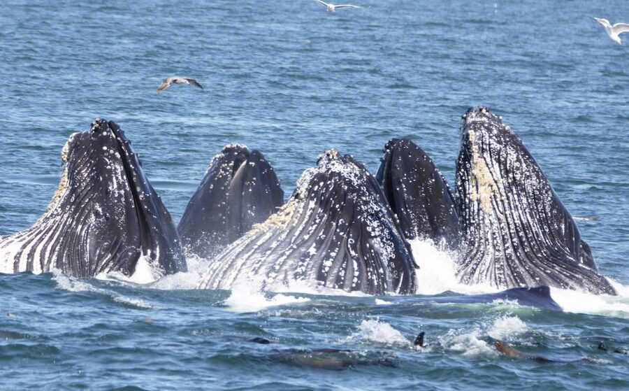 Monterey: Whale Watching Tour with A Marine Guide - Key points to know before you sail