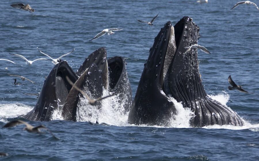 Monterey: Whale Watching Tour with A Marine Guide - Setting out from Fisherman’s Wharf