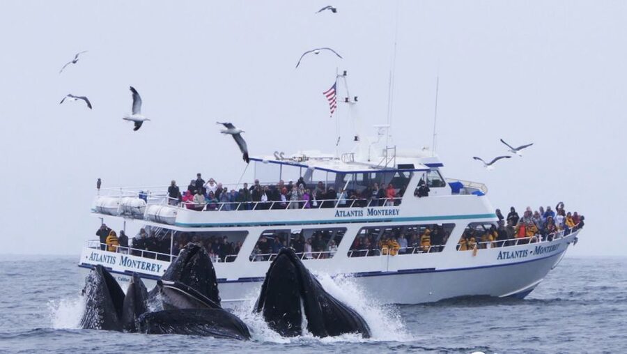 Monterey: Whale Watching Tour with A Marine Guide - What the marine guide adds