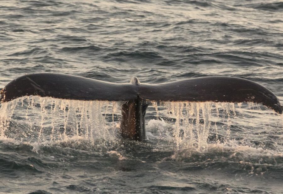 Monterey: Whale Watching Tour with A Marine Guide - When to go for different whales