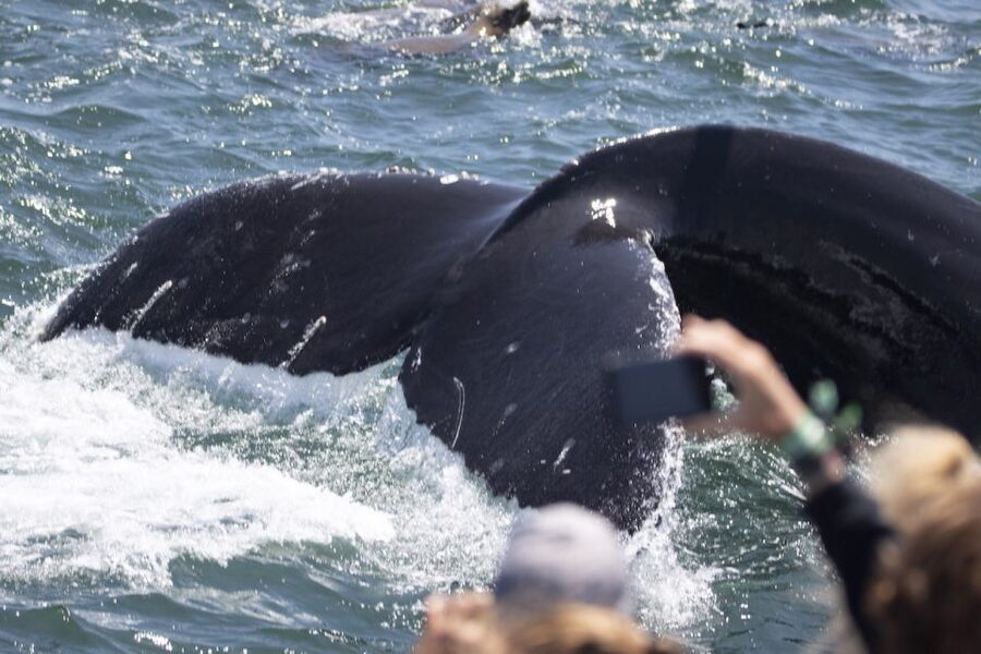 Monterey: Whale Watching Tour with A Marine Guide - Weather, motion, and comfort