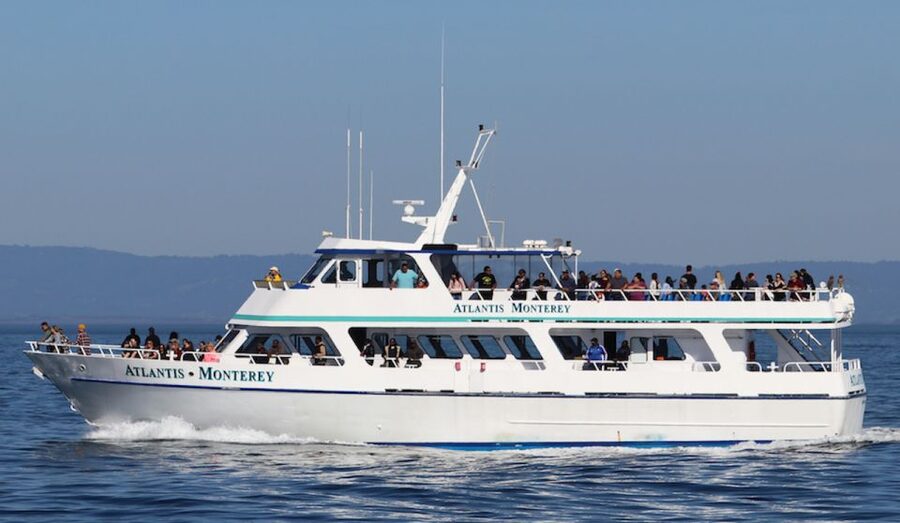 Monterey: Whale Watching Tour with A Marine Guide - How the experience usually unfolds