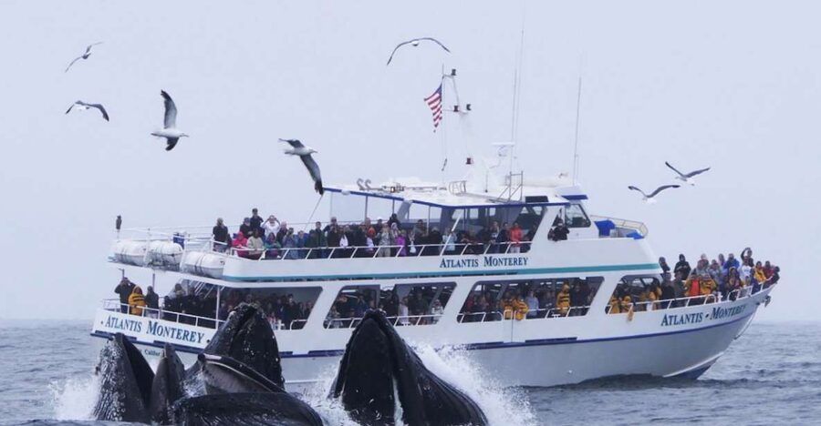 Monterey: Whale Watching Tour with A Marine Guide - A roomy boat with several ways to watch