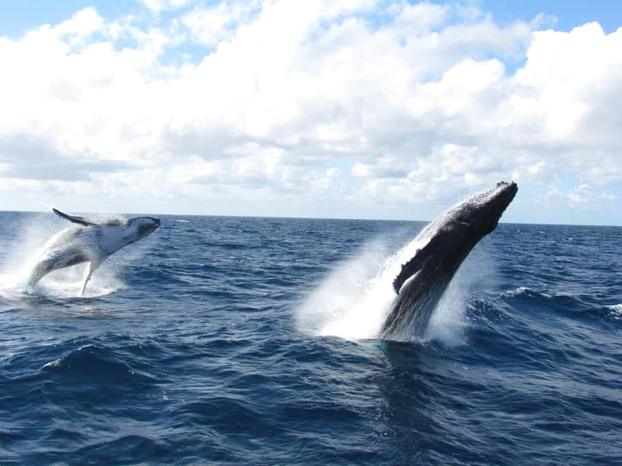 Moreton Island: Tangalooma Day Trip & Whale Watching Cruise - The whale cruise is the reason to go