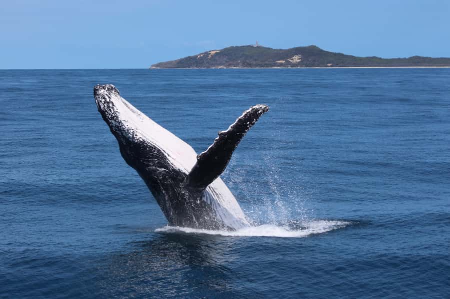 Moreton Island: Tangalooma Day Trip & Whale Watching Cruise - What happens on the three-hour whale watch