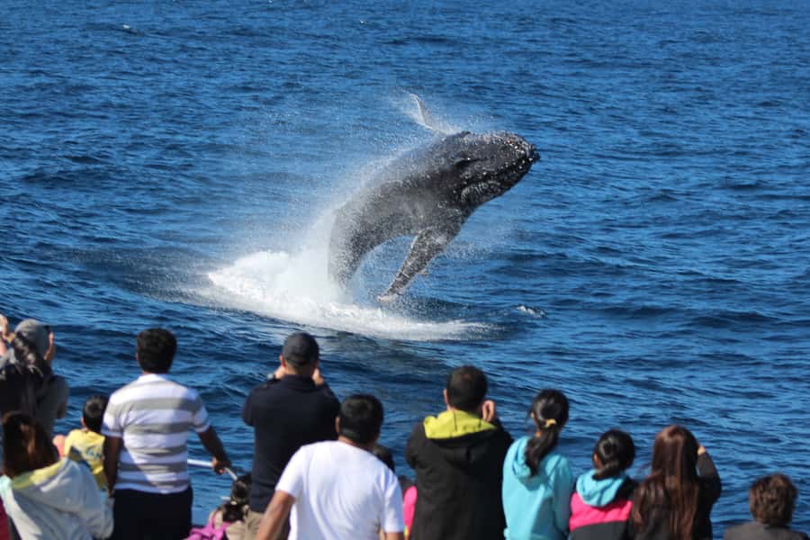 Moreton Island: Tangalooma Day Trip & Whale Watching Cruise - How the schedule really feels