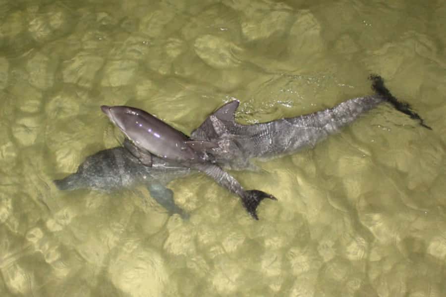 Moreton Island: Tangalooma Whale Watching & Dolphin Feeding - Who should book this Moreton Island day trip?