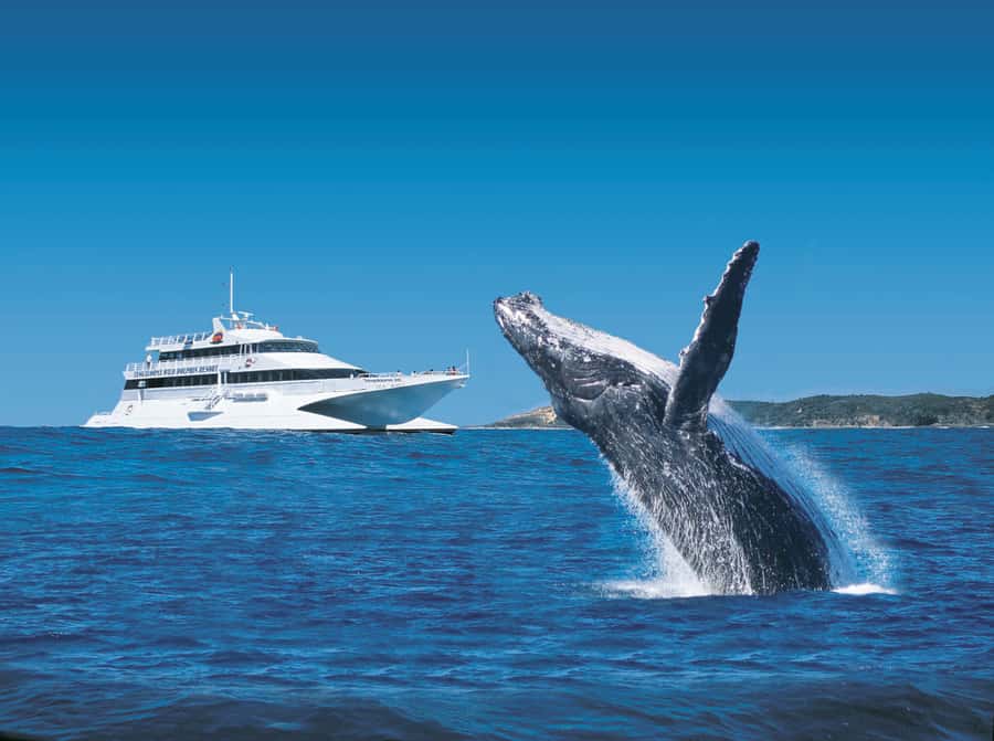 Moreton Island: Tangalooma Whale Watching & Dolphin Feeding - The 75-minute ferry ride from Brisbane