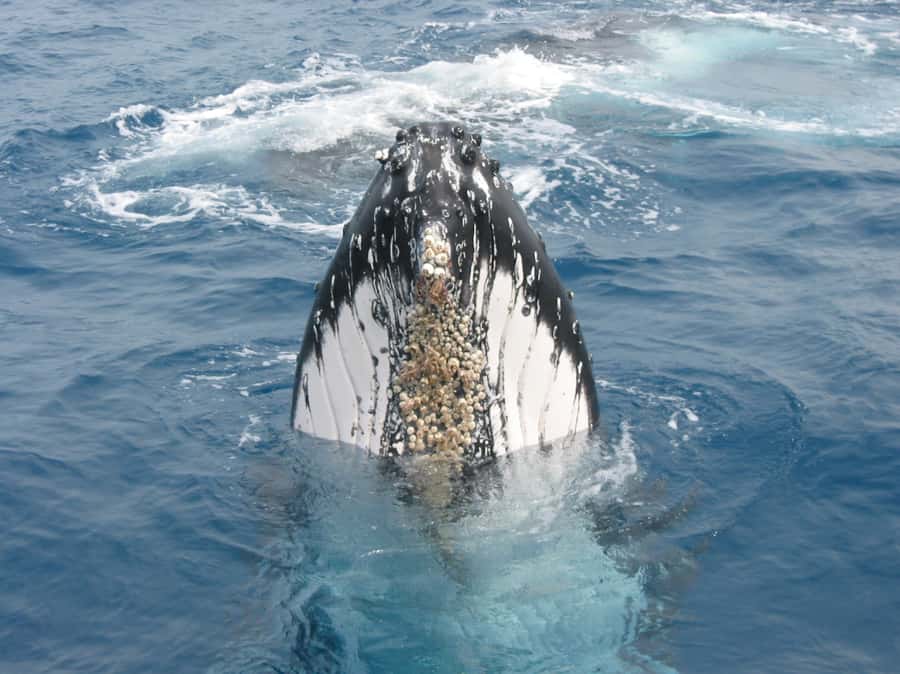 Moreton Island: Tangalooma Whale Watching & Dolphin Feeding - Three hours searching for humpback whales