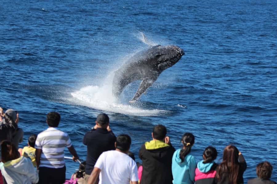 Moreton Island: Tangalooma Whale Watching & Dolphin Feeding - Choosing the dolphin presentation or more island time