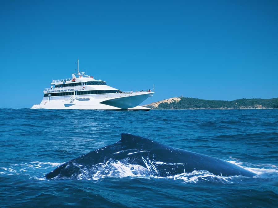 Moreton Island: Tangalooma Whale Watching & Dolphin Feeding - A few free hours at Tangalooma Island Resort