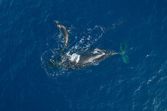 Morning Whale Watch: Lahaina Harbor - Into the Auʻau Channel in search of humpback whales