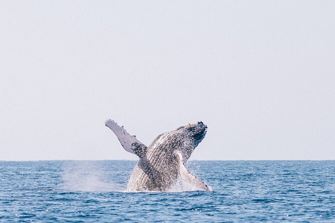 Morning Whale Watch: Lahaina Harbor - How the price compares with the experience