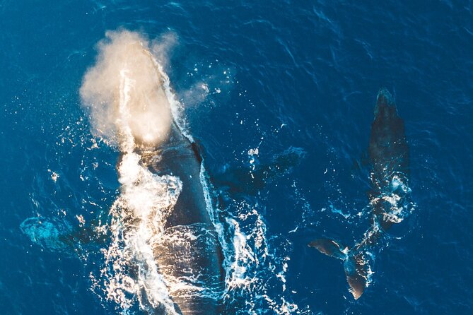 Morning Whale Watch: Lahaina Harbor - Weather, timing, and cancellation rules