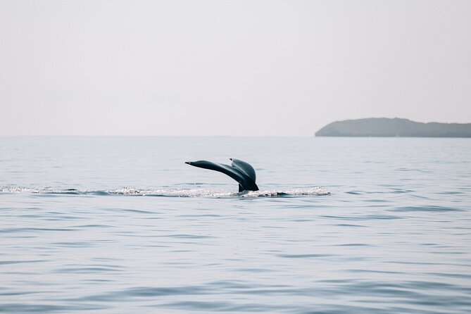 Morning Whale Watch: Lahaina Harbor - A practical plan for your morning