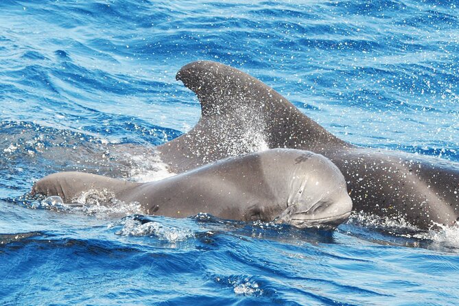 Morro Jable: 2 Hours Magic Dolphin & Whale watching with Drinks & Swim Stop. - Setting out from Morro Jable port