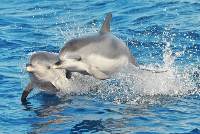 Morro Jable: 2 Hours Magic Dolphin & Whale watching with Drinks & Swim Stop. - Why sightings vary so much