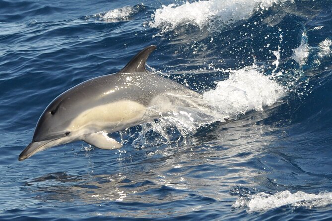 Morro Jable: 2 Hours Magic Dolphin & Whale watching with Drinks & Swim Stop. - The swim stop in Jandia Bay