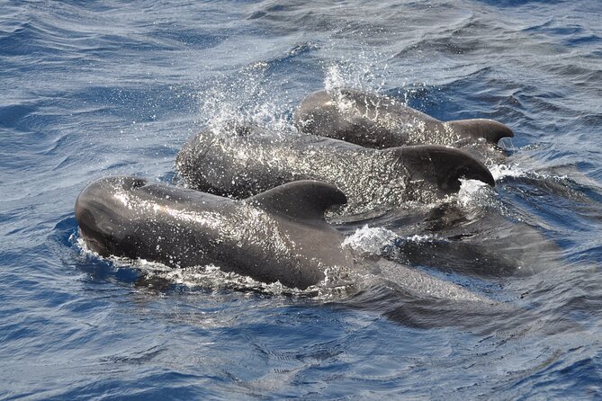 Morro Jable: 2 Hours Magic Dolphin & Whale watching with Drinks & Swim Stop. - Drinks and onboard service