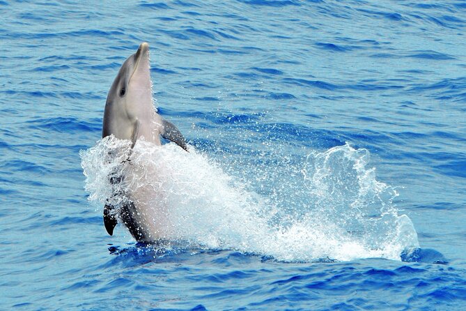 Morro Jable: 2 Hours Magic Dolphin & Whale watching with Drinks & Swim Stop. - Who will enjoy this boat trip most?