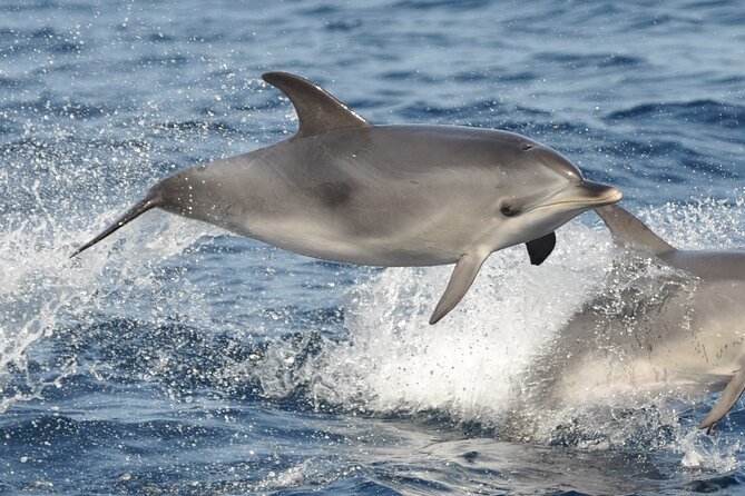 Morro Jable: 2 Hours Magic Dolphin & Whale watching with Drinks & Swim Stop. - Booking, cancellation, and weather notes