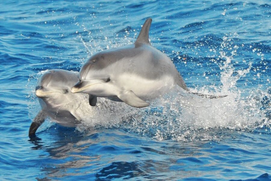 Morro Jable: Dolphin & Whale Watching Cruise, Drinks & Swim - Leaving Morro Jable on the Magic Dolphin