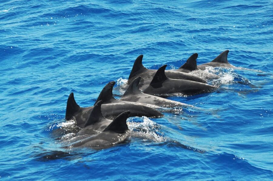 Morro Jable: Dolphin & Whale Watching Cruise, Drinks & Swim - The Jandía swim stop