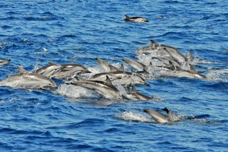 Morro Jable: Dolphin & Whale Watching Cruise, Drinks & Swim - Drinks, comfort, and the two-hour schedule
