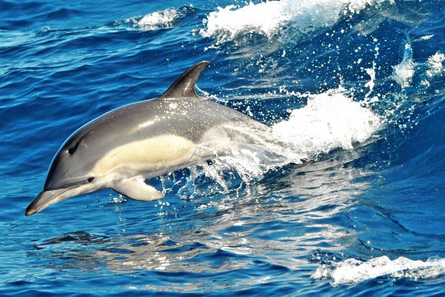 Morro Jable: Dolphin & Whale Watching Cruise, Drinks & Swim - Is $58 a fair price?