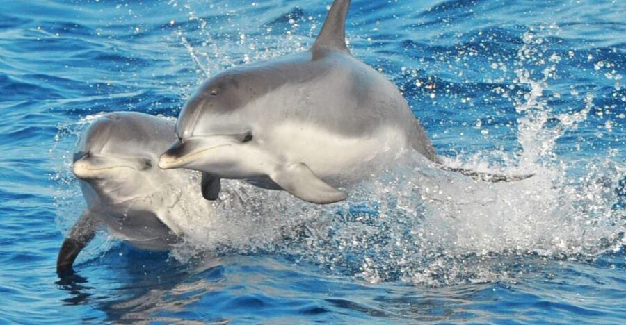 Morro Jable: Dolphin & Whale Watching Cruise, Drinks & Swim - Searching the water for dolphins and whales