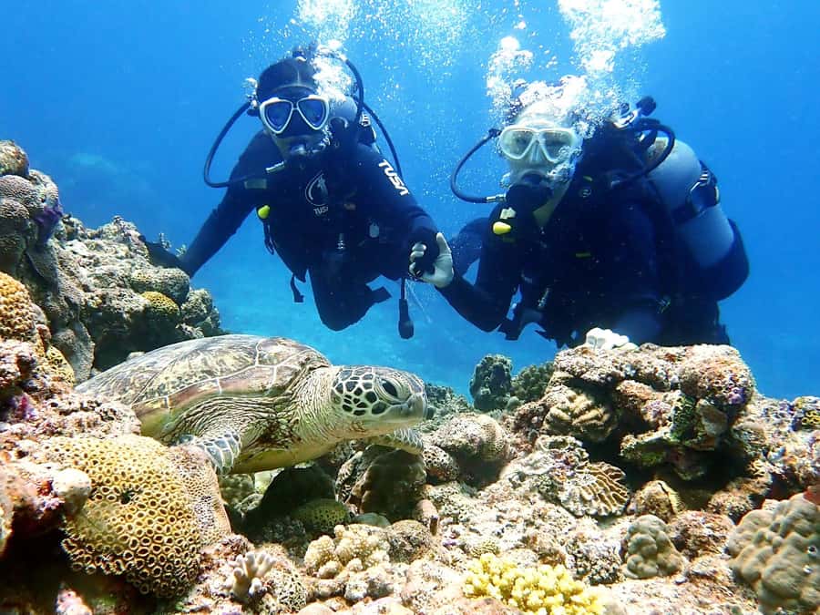 Naha:Kerama Island Experience Dive/Snorkeling/Whale Watching - Three sites, three chances to enjoy Kerama