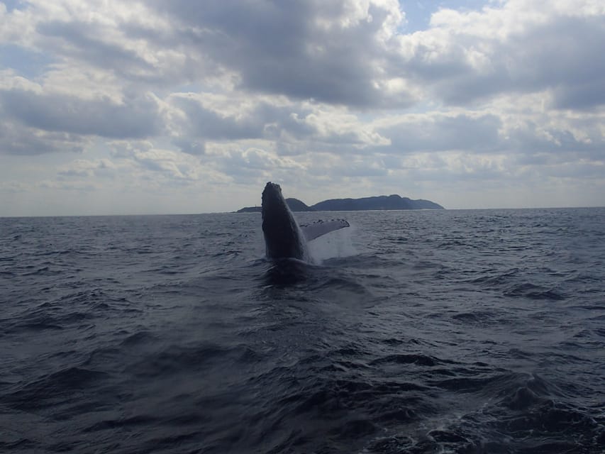 Naha:Kerama Island Experience Dive/Snorkeling/Whale Watching - Snorkeling, photos, and what you actually receive