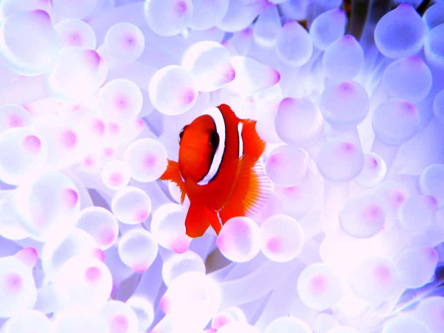 Naha:Kerama Island Experience Dive/Snorkeling/Whale Watching - Price, lunch, and the real value of $104