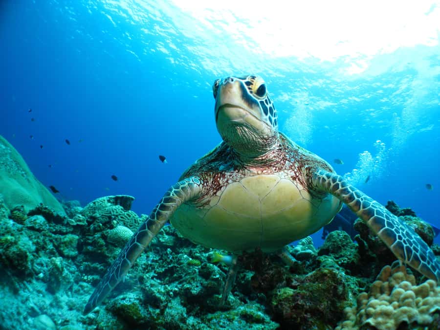 Naha:Kerama Island Experience Dive/Snorkeling/Whale Watching - Whale watching from January 12 through March