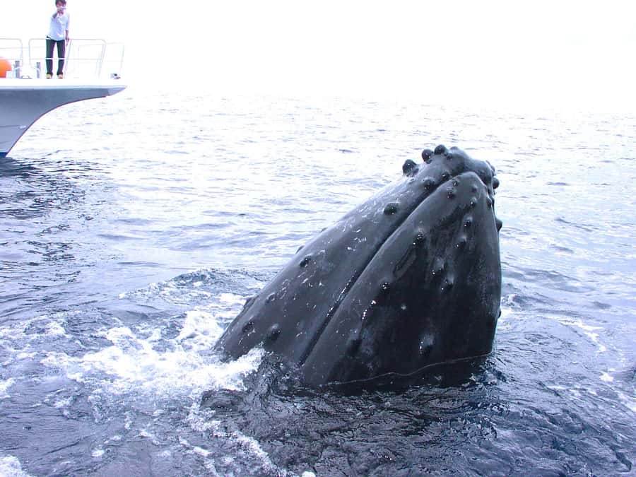 Naha:Kerama Island Experience Dive/Snorkeling/Whale Watching - What happens from Naha pickup to the first swim
