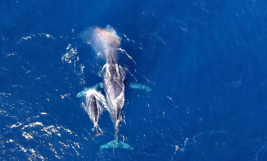 Naha, Okinawa: Kerama Islands Half-Day Whale Watching Tour - Why humpbacks make this Naha boat trip special