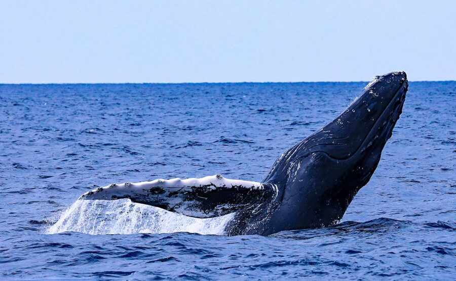 Naha, Okinawa: Kerama Islands Half-Day Whale Watching Tour - What the boat ride feels like