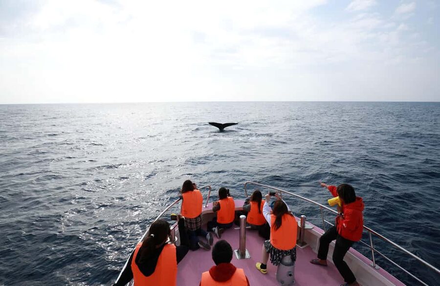 Naha, Okinawa: Kerama Islands Half-Day Whale Watching Tour - How good is the value at $37?