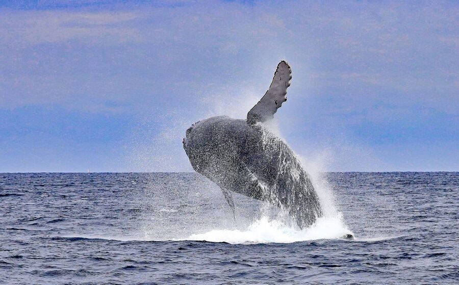 Naha, Okinawa: Kerama Islands Half-Day Whale Watching Tour - Who should book this experience