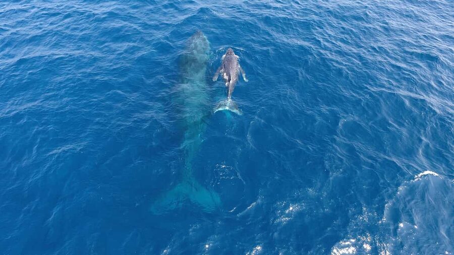 Naha, Okinawa: Kerama Islands Half-Day Whale Watching Tour - Booking advice for a smoother morning