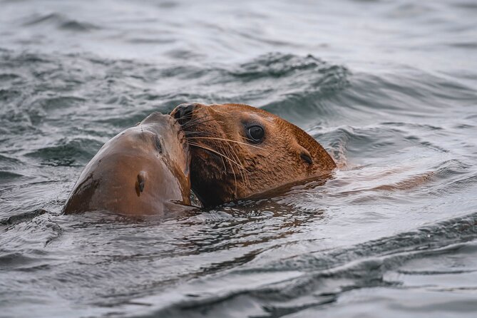 Nanaimo Whale Watching in a Semi-Covered Boat - Weather, motion, and physical demands