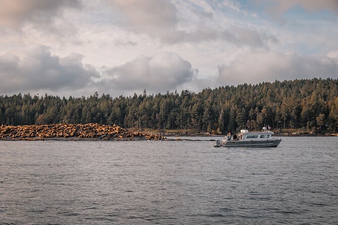 Nanaimo Whale Watching in a Semi-Covered Boat - Who will enjoy this Nanaimo whale trip