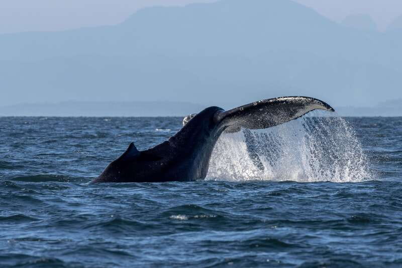 Nanaimo: Whale Watching Semi-Covered Boat Tour - Key points to know before you book